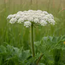 Wiesenbärenklau (Heracleum sphondylium) mit weißer Dolde und gelappten Blättern