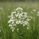 Wiesenlabkraut (Galium mollugo) mit zarten weißen Blütenschleiern