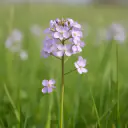Wiesenschaumkraut (Cardamine pratensis) mit zartlila Blüten auf feuchter Wiese