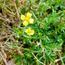 Blutwurz (Potentilla erecta) mit kleinen gelben, vierzähligen Blüten und dreiteilig gefingerten, gezähnten Blättern auf einer Magerwiese