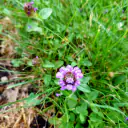 Kleine Braunelle (Prunella vulgaris) mit violetten Lippenblüten in einem rundlichen Blütenkopf, im Gras