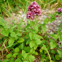 Wilder Dost (Origanum vulgare) mit rosa-purpurnen Blütenständen und ovalen, gegenständigen Blättern an rötlichem Stängel