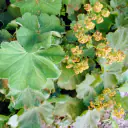 Frauenmantel (Alchemilla vulgaris): Horst aus rundlichen, fächerartig gefältelten und fein gezähnten Blättern, daneben lockere Rispen winziger gelbgrüner Blüten ohne Kronblätter