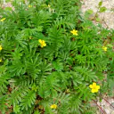 Gänsefingerkraut (Potentilla anserina) mit gefiederten, gesägten Blättern, gelben fünfblättrigen Blüten und rötlichen Ausläufern am Rand eines Kiesweges