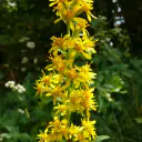 Echte Goldrute (Solidago virgaurea) mit goldgelben Körbchenblüten in einer schmalen Rispe