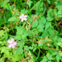 Ruprechtskraut (Geranium robertianum) mit rosa fünfblättrigen Blüten, farnartig geteilten Blättern, rötlichen Stängeln und den schnabelförmigen Früchten